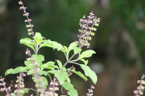 Tulasi .